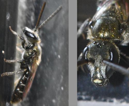 Lasioglossum morio
